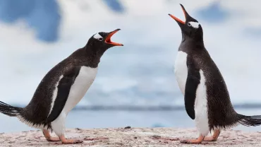 Two penguins facing each other on a snowy terrain.